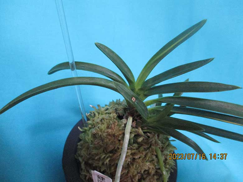 RJ；富貴蘭、長生蘭【富貴蘭＝建国殿の縞；総赤根の子・訳あり