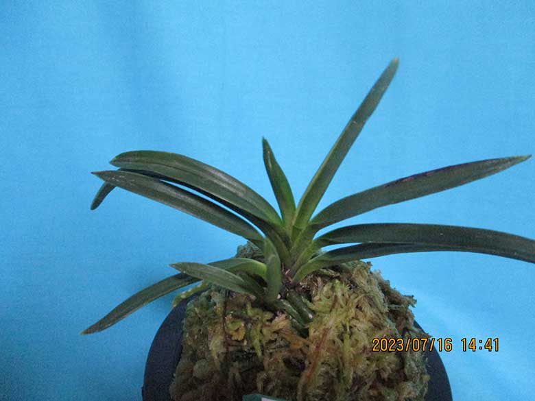 富貴蘭 総ルビー根長寿楽(建国殿羆) 富貴蘭 種類『建国殿 』（けんこく